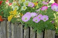 Colorful Petunia flowers in handmade wooden box