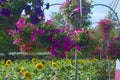 Colorful petunia flowers in hanging pots decorate beautifully in the park Royalty Free Stock Photo