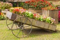 Colorful of petunia flowers on trolley or cart wooden in garden Royalty Free Stock Photo