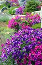 Colorful petunia garden