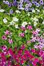 Colorful petunias in a flowerbed Royalty Free Stock Photo