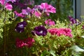 Colorful petunias grow on the balcony for adding bright colors to home garden