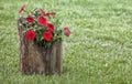 Colorful petunias in log planter