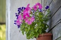 Colorful petunias in a pot in the open air on a wooden wall