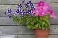 Colorful petunias in a pot in the open air on a wooden wall