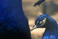 Colorful pheasant bird