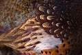 Colorful pheasant feathers background. abstract Horizontal texture.