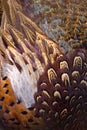 Colorful pheasant feathers background. abstract Vertical texture.