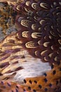 Colorful pheasant feathers background. abstract Vertical texture.