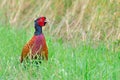 Colorful pheasant rooster upright in green meadow