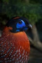 Colorful pheasant Temminks Tragopan closeup portrait