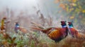 Colorful Pheasants in Misty Autumn Field