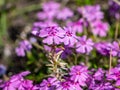 Colorful phlox in spring Polemoniaceae