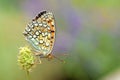 Colorful photo of Argynnis niobe , the Niobe fritillary butterfly Royalty Free Stock Photo