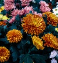 Colorful photo of chrysanthemum flowers at park