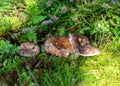 Colorful photo with mushroom close-up, traditional forest vegetation, heather, moss, ferns, grass, forest in autumn, mushroom Royalty Free Stock Photo