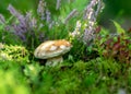 Colorful photo with mushroom close-up, traditional forest vegetation, heather, moss, ferns, grass, forest in autumn, mushroom Royalty Free Stock Photo