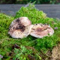 Colorful photo with mushroom close-up, traditional forest vegetation, heather, moss, ferns, grass, forest in autumn, mushroom Royalty Free Stock Photo