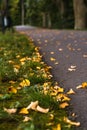 Colorful Photo of the Road in a Park, Between Woods - Closeup View of Leaves With Blurred Background with Space for Text, Sunny