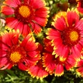 The colorful photo shows blooming flower gaillardia Royalty Free Stock Photo