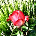 The colorful photo shows blooming flower rose