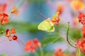 Colorful photo of a yellow butterfly drinking nectar from a tropical flower in sunlight. Royalty Free Stock Photo