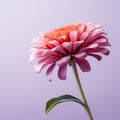 Colorful Photorealistic Pink Flower In Vase On Pink Background