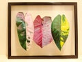 Stunning photos of tropical plants and shiny leaves inside of a floating glass frame