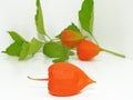 Colorful physalis flower