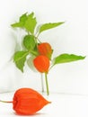 Colorful physalis flower