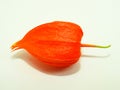 Colorful physalis flower