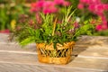 Colorful picture of a basket with fresh healing herbs.