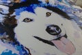 Colorful picture of dog breed husky painted with paint on canvas