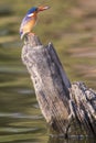 Colorful picture of malachite kingfisher with fish in his beak Royalty Free Stock Photo