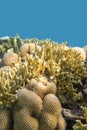 Colorful, picturesque coral reef at bottom of tropical sea, Siderastreidae coral and fire coral, underwater landscape