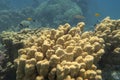 Colorful; picturesque coral reef at the bottom of tropical sea; great yellow porites coral; underwater landscape Royalty Free Stock Photo