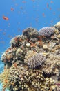 Colorful, picturesque coral reef at bottom of tropical sea, hard corals with Anthias fishes, underwater landscape Royalty Free Stock Photo