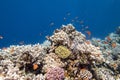 Colorful, picturesque coral reef at the bottom of tropical sea, hard corals and fishes Anthias, underwater landscape Royalty Free Stock Photo