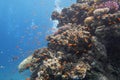 Colorful, picturesque coral reef at the bottom of tropical sea, hard corals and fishes Anthias, underwater landscape Royalty Free Stock Photo