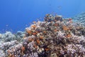 Colorful, picturesque coral reef at the bottom of tropical sea, hard corals and fishes Anthias, underwater landscape Royalty Free Stock Photo