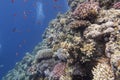 Colorful, picturesque coral reef at the bottom of tropical sea, hard corals and fishes Anthias, underwater landscape Royalty Free Stock Photo