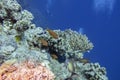 Colorful, picturesque coral reef at the bottom of tropical sea, hard corals and fishes Anthias, underwater landscape