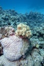 Colorful, picturesque coral reef at bottom of tropical sea, hard corals and yellow sarcophyton leather coral, underwater landscape
