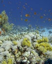 Colorful, picturesque coral reef at bottom of tropical sea, hard and soft corals with Anthias fishes, underwater landscape Royalty Free Stock Photo