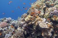 Colorful, picturesque coral reef at bottom of tropical sea, hard and soft corals with Anthias fishes, underwater landscape Royalty Free Stock Photo