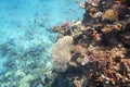 Colorful, picturesque coral reef at the bottom of tropical sea, hard and soft corals, exotic fishes anthias, underwater landscape Royalty Free Stock Photo