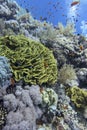 Colorful, picturesque coral reef at the bottom of tropical sea, soft and hard corals, great yellow salad coral, underwater Royalty Free Stock Photo