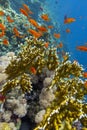 Colorful, picturesque coral reef at the bottom of tropical sea, yellow fire coral, exotic fishes anthias, underwater landscape Royalty Free Stock Photo