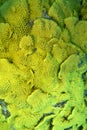 Colorful, picturesque coral reef at the bottom of tropical sea, yellow salad coral Turbinaria mesenterina, underwater landscape Royalty Free Stock Photo