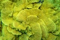 Colorful, picturesque coral reef at the bottom of tropical sea, yellow salad coral Turbinaria mesenterina, underwater landscape Royalty Free Stock Photo
